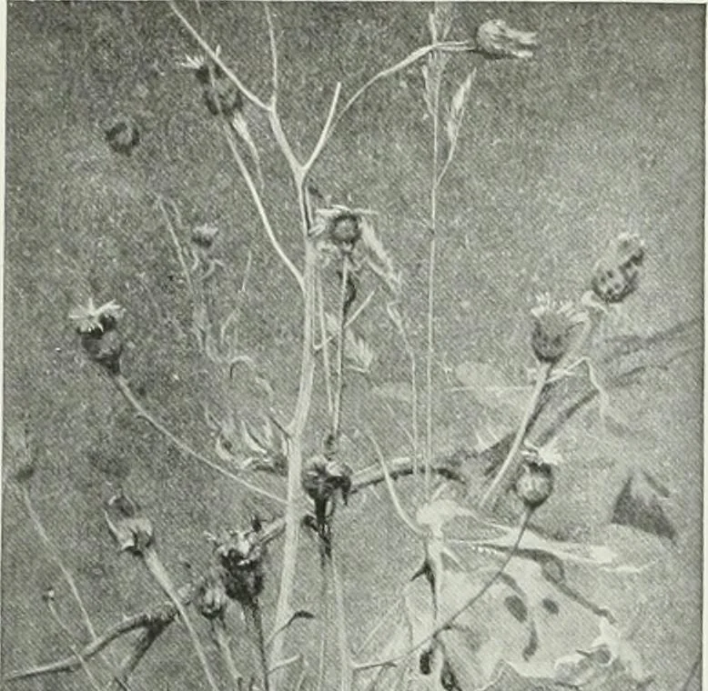 An illustration from Studio international, 1893, leaf 97