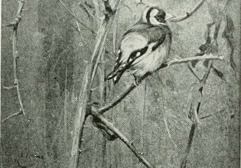 An illustration from Studio international, 1893, leaf 97