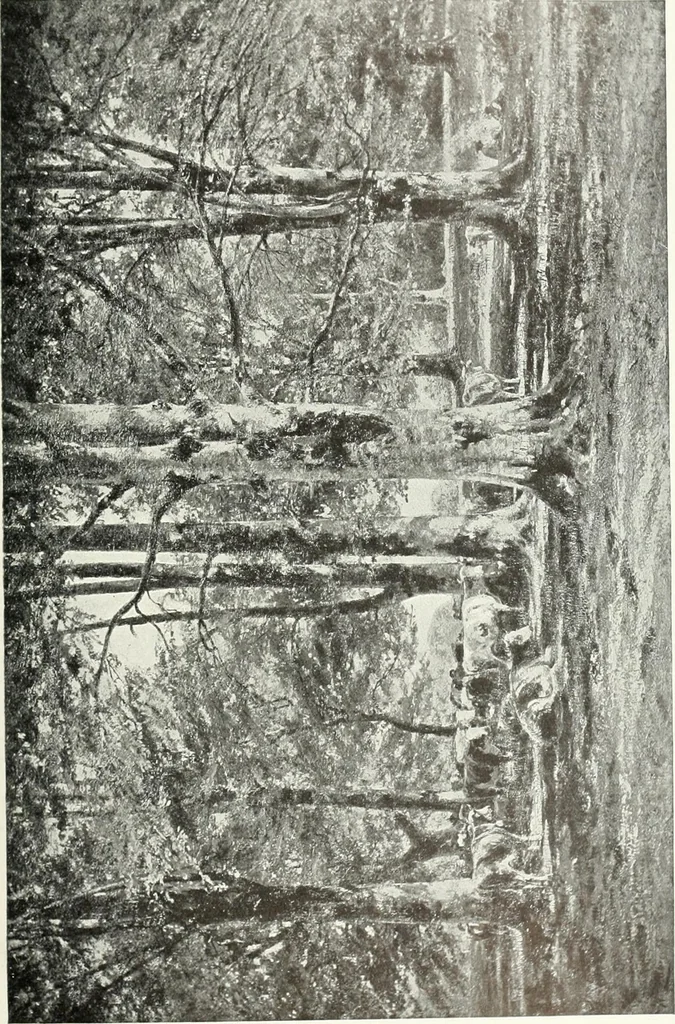 An illustration from Studio international, 1893, leaf 114