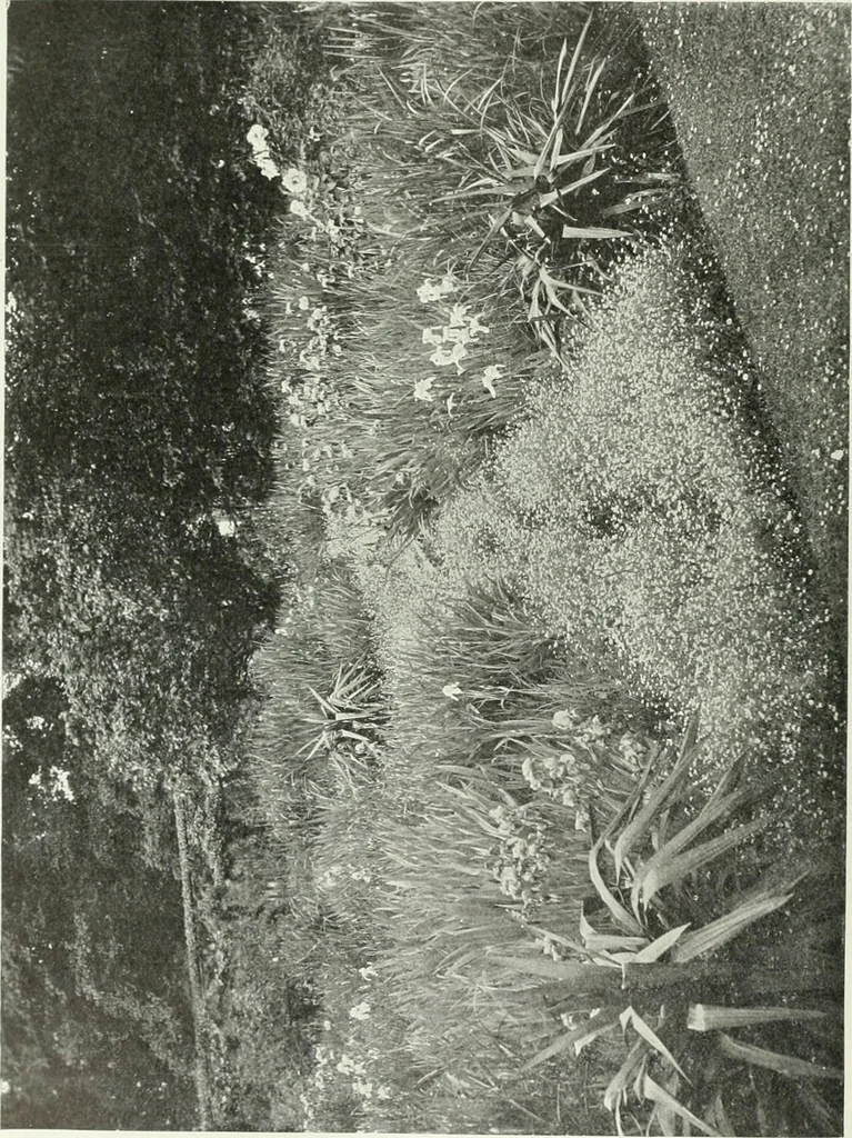 An illustration from Studio international, 1893, leaf 203