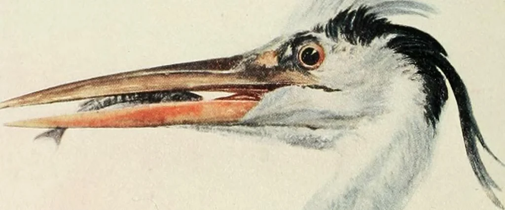 An illustration from Studio international, 1893, leaf 95