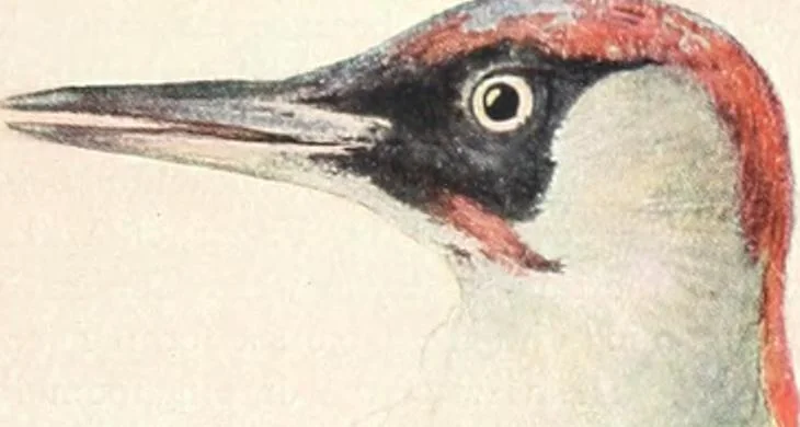 An illustration from Studio international, 1893, leaf 96