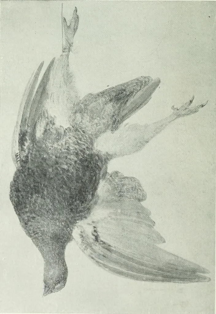 An illustration from Studio international, 1893, leaf 97