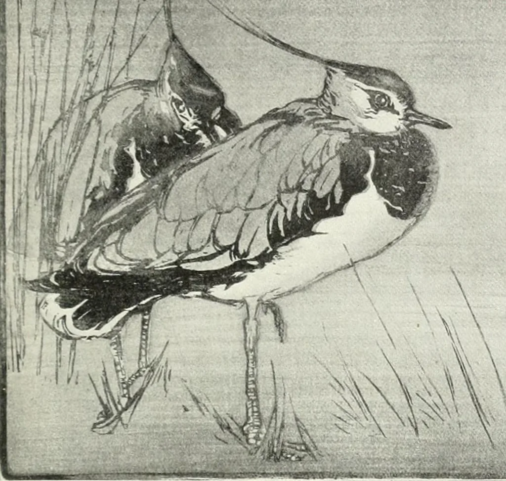 An illustration from Studio international, 1893, leaf 294