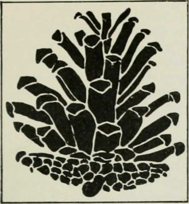 An illustration from Studio international, 1893, leaf 46