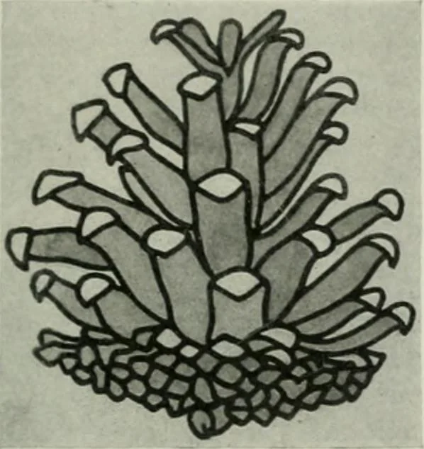 An illustration from Studio international, 1893, leaf 46