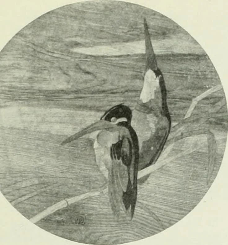 An illustration from Studio international, 1893, leaf 242