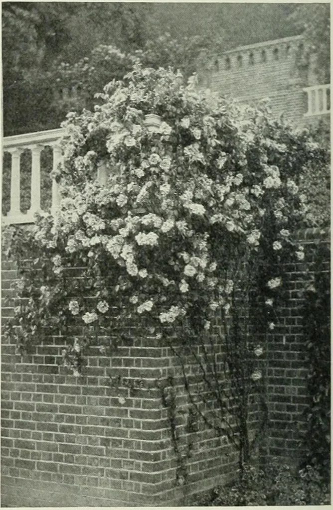 An illustration from Studio international, 1893, leaf 273