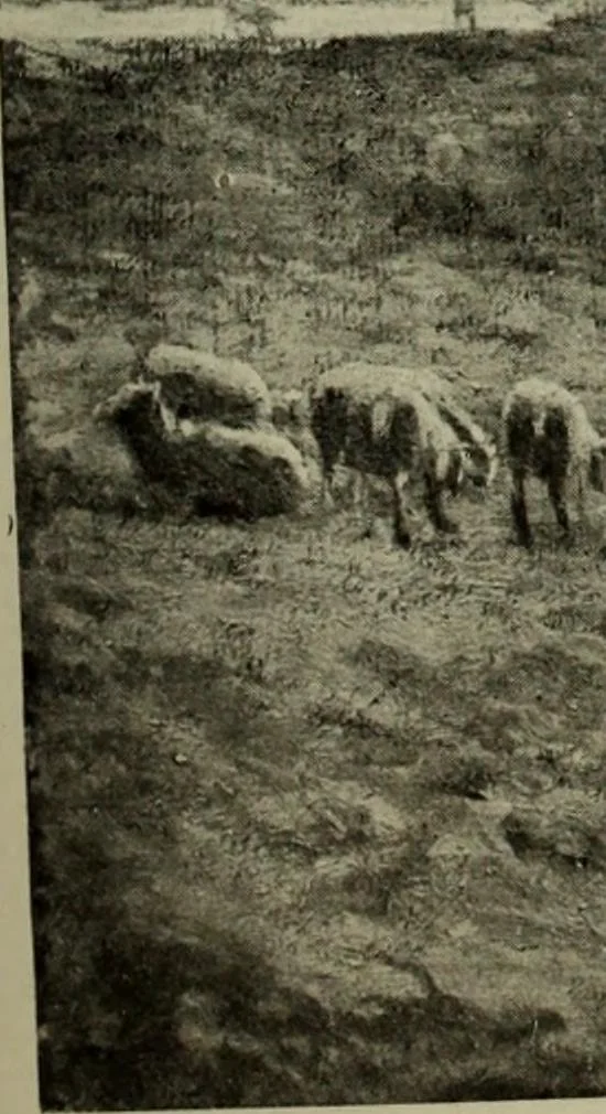 An illustration from Studio international, 1893, leaf 52