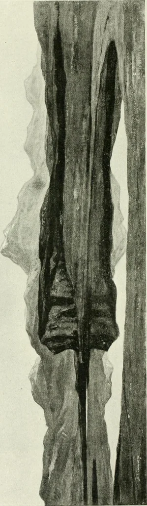 An illustration from Studio international, 1893, leaf 29