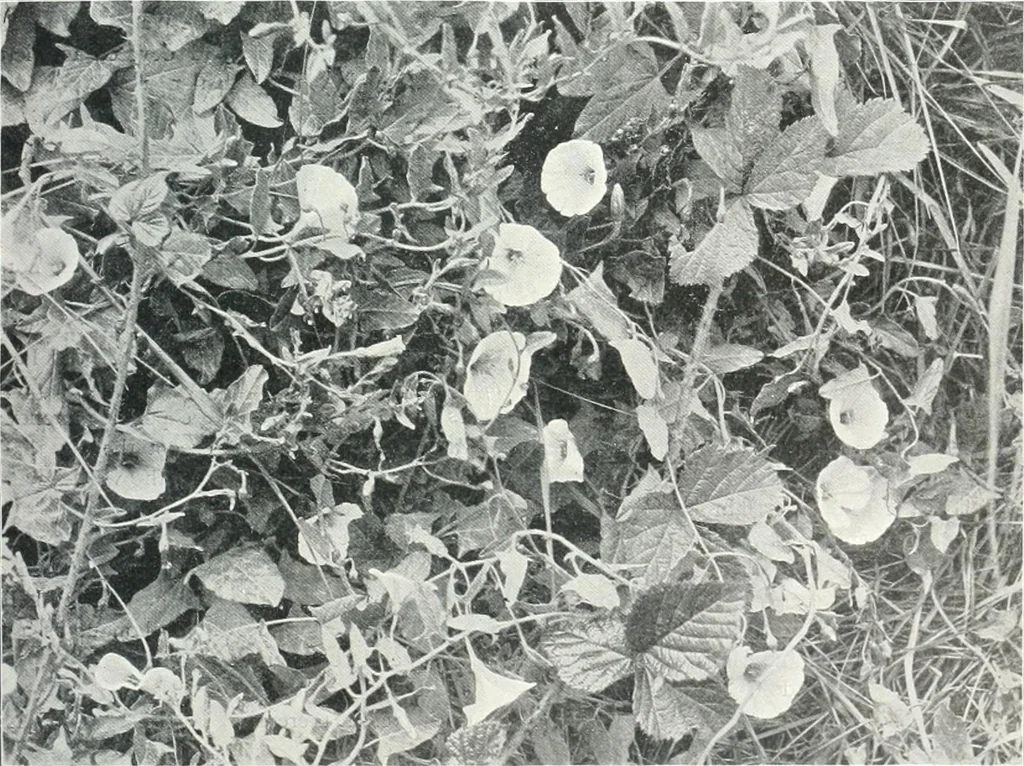 An illustration from Studio international, 1893, leaf 274