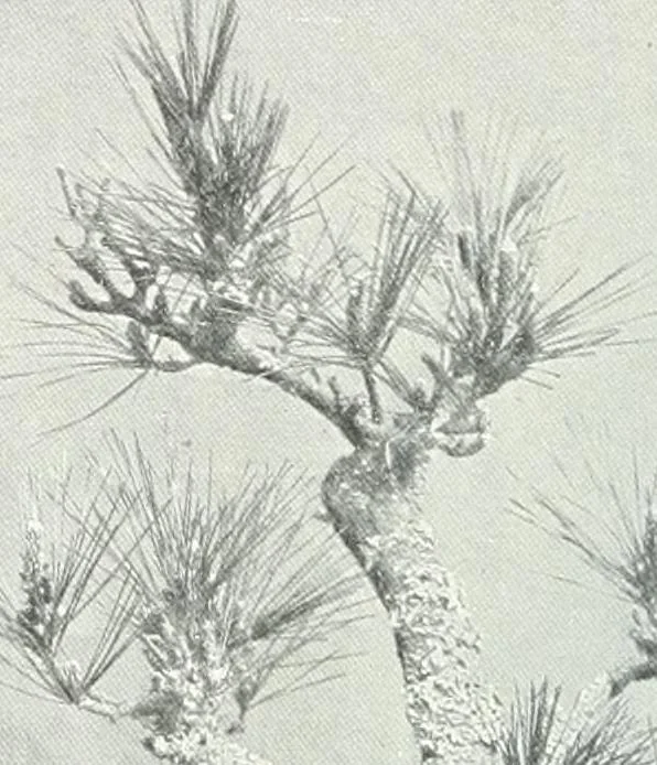 An illustration from Studio international, 1893, leaf 301