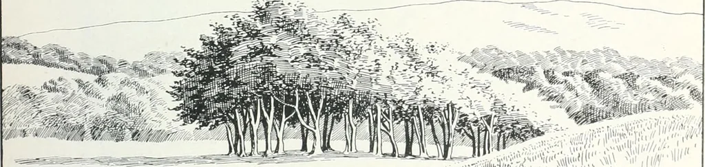 An illustration from Studio international, 1893, leaf 354