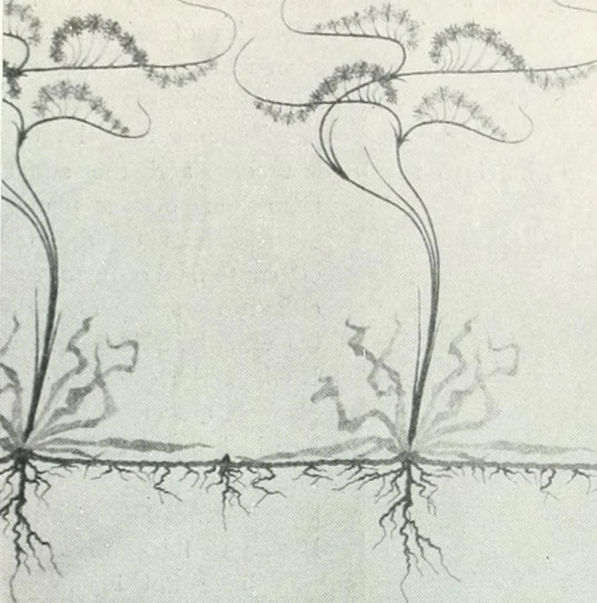 An illustration from Studio international, 1893, leaf 378