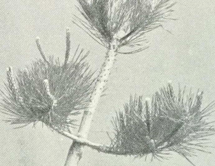 An illustration from Studio international, 1893, leaf 461