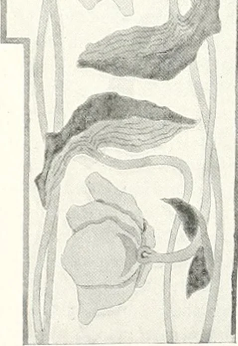 An illustration from Studio international, 1893, leaf 585