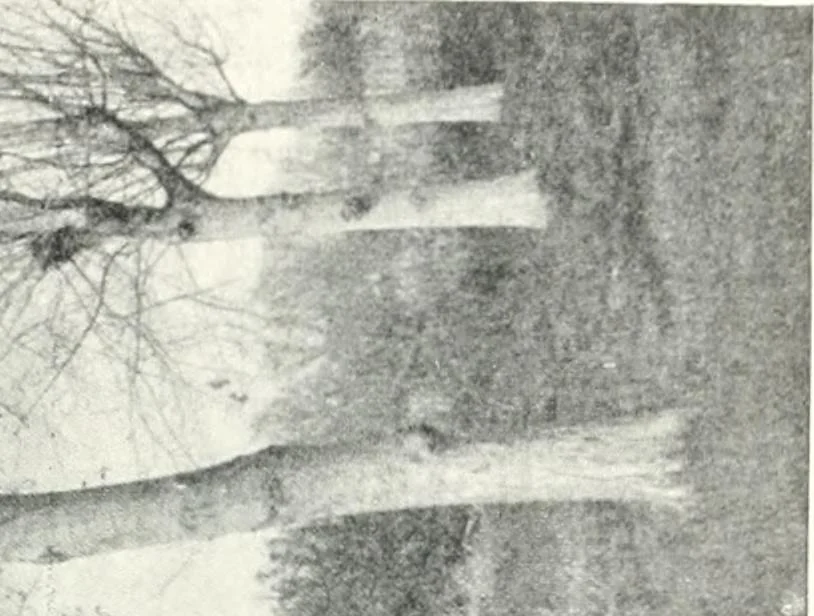An illustration from Studio international, 1893, leaf 588