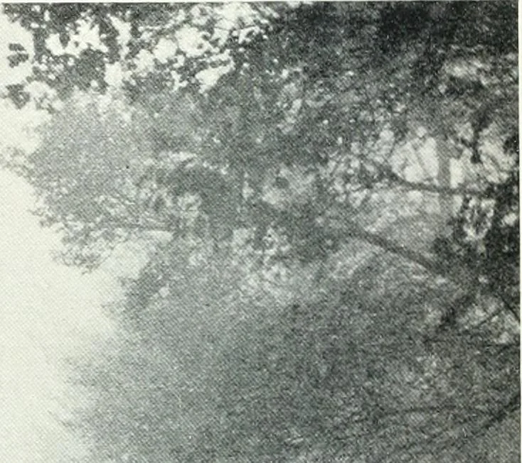An illustration from Studio international, 1893, leaf 663