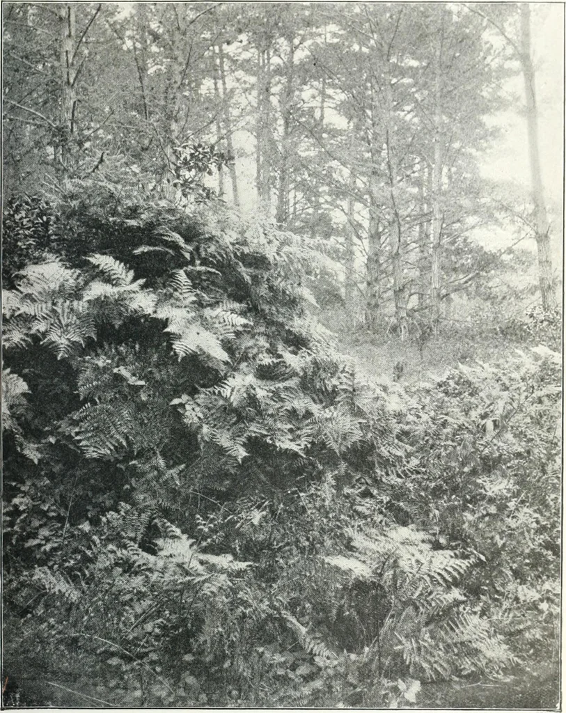 An illustration from Studio international, 1893, leaf 68