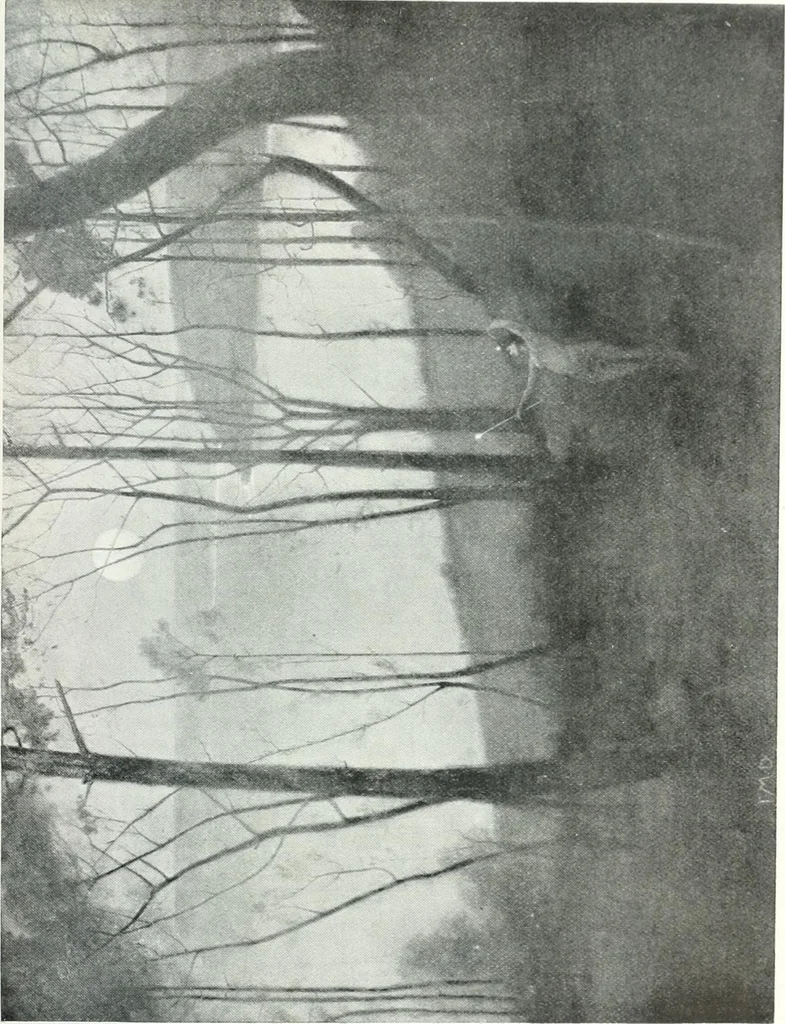 An illustration from Studio international, 1893, leaf 746