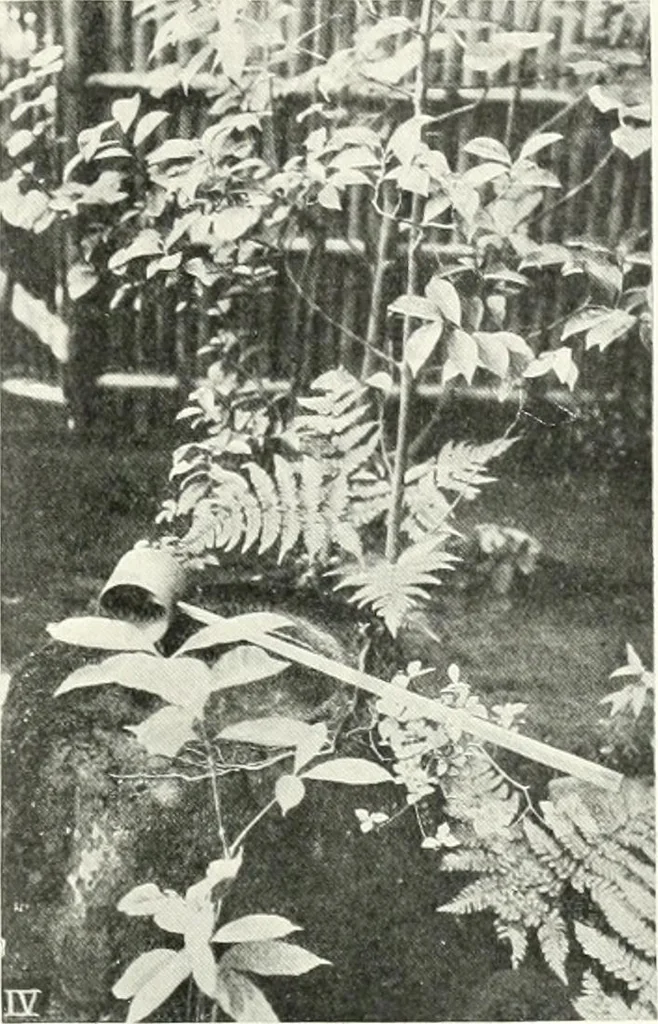 An illustration from Studio international, 1893, leaf 286