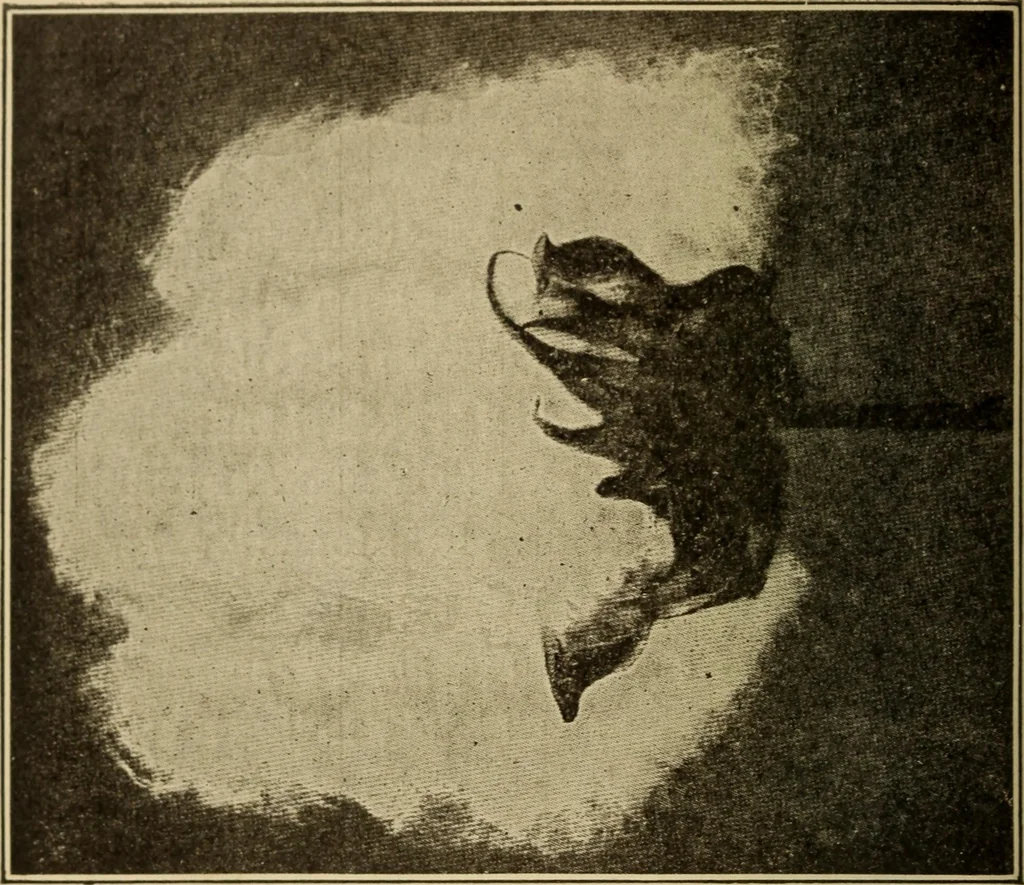 An illustration from Study of fabrics, 1918, leaf 21