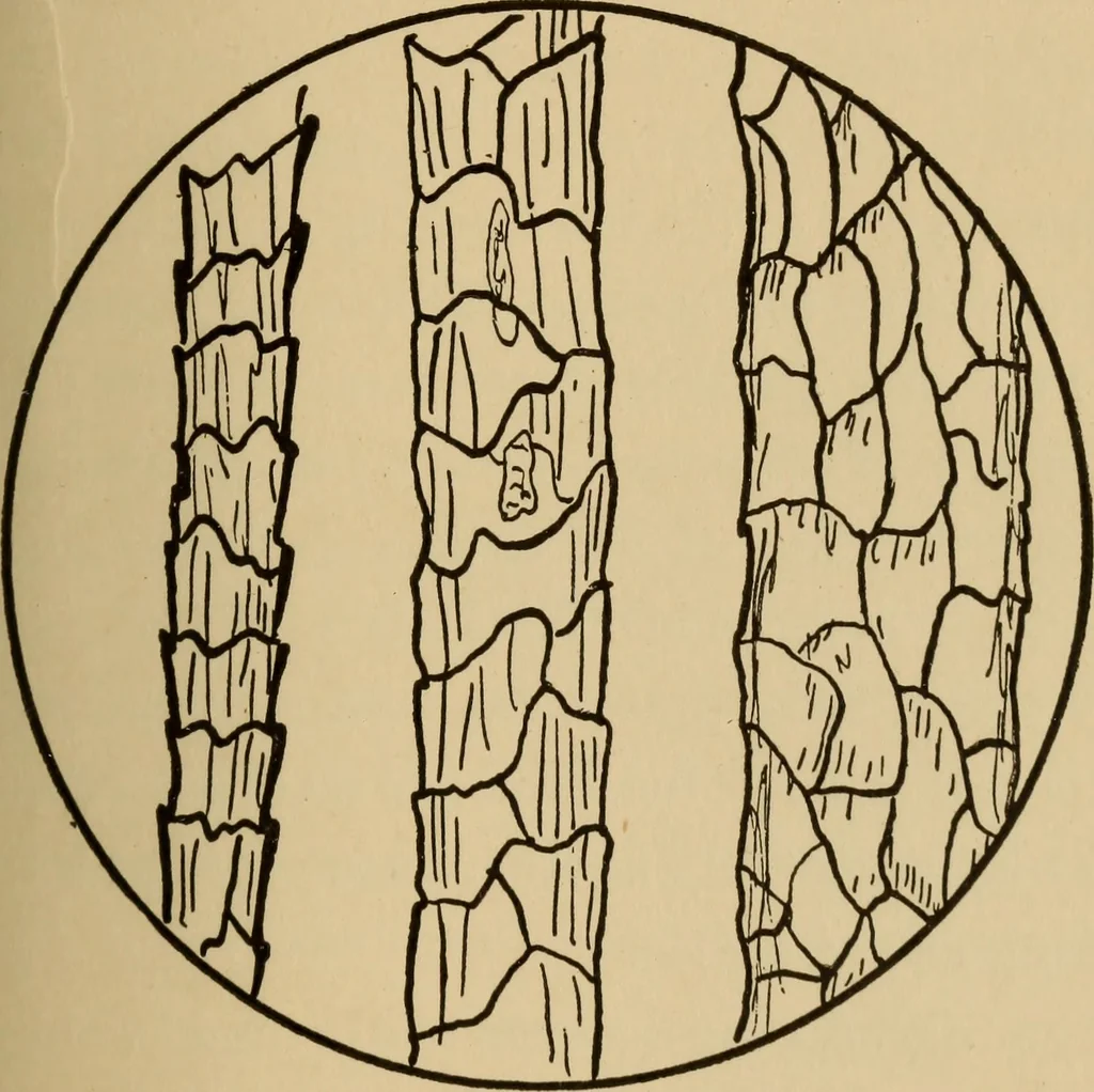 An illustration from Study of fabrics, 1918, leaf 44