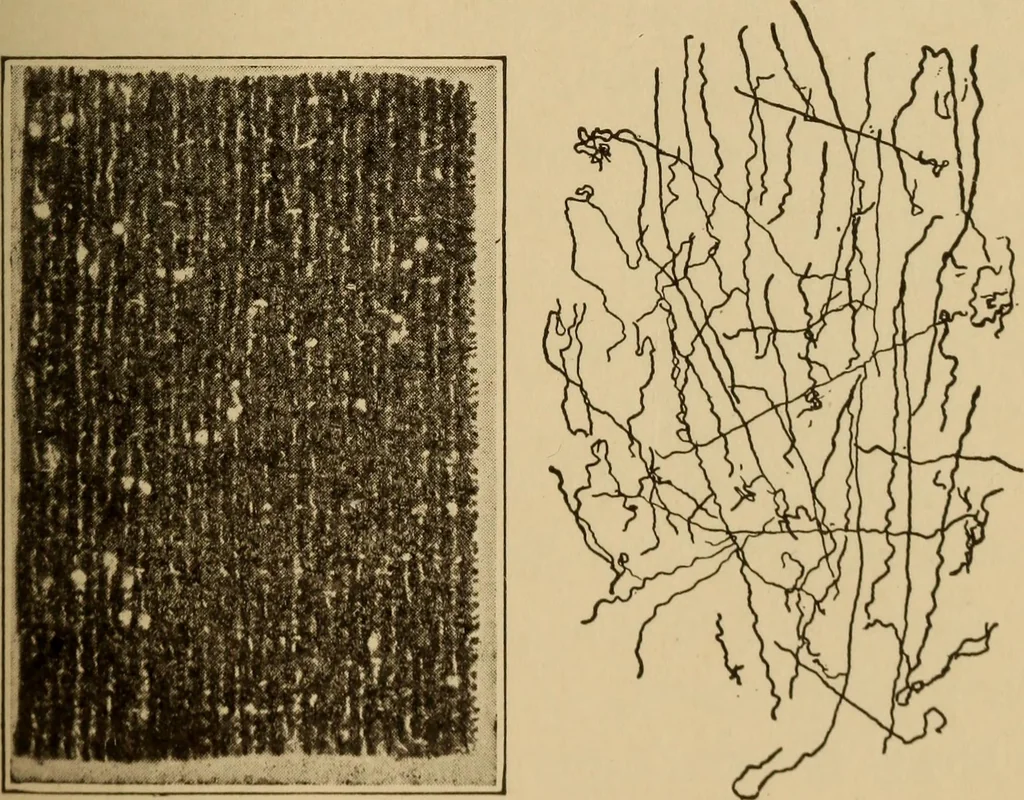 An illustration from Study of fabrics, 1918, leaf 58