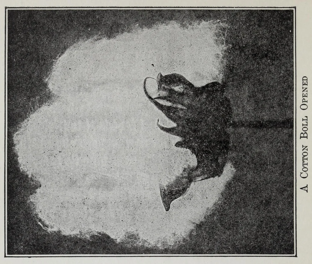 An illustration from Study of fabrics, 1918, leaf 22