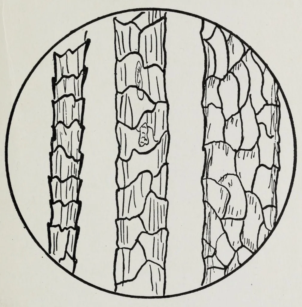 An illustration from Study of fabrics, 1918, leaf 45