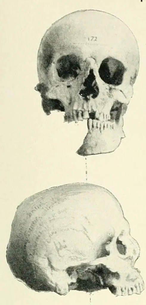 An illustration from The study of man, 1908, leaf 119