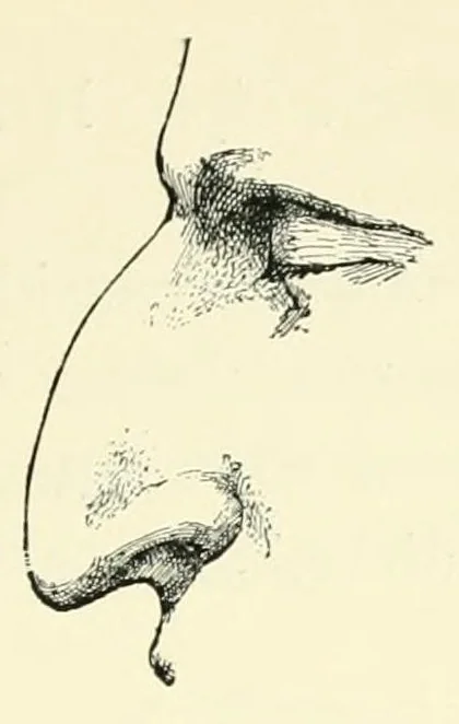 An illustration from The study of man, 1908, leaf 129