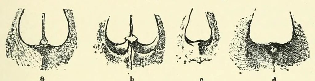An illustration from The study of man, 1908, leaf 171