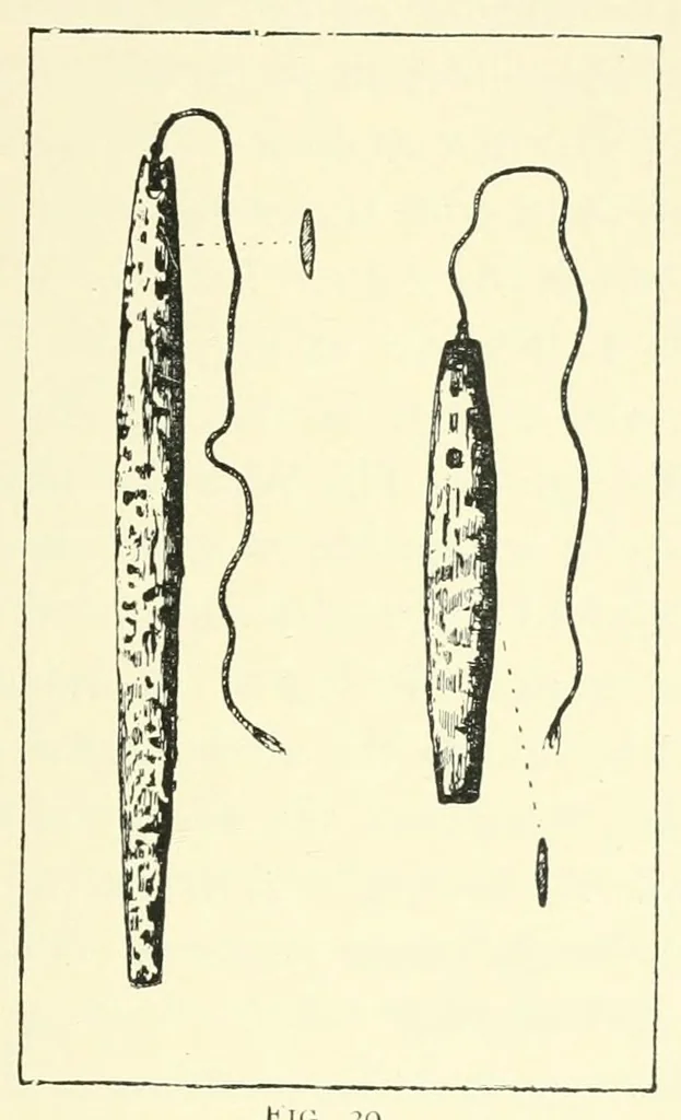 An illustration from The study of man, 1908, leaf 337
