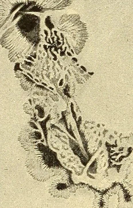 An illustration from A study of the sky, 1896, leaf 191