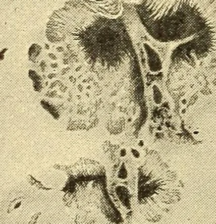An illustration from A study of the sky, 1896, leaf 191