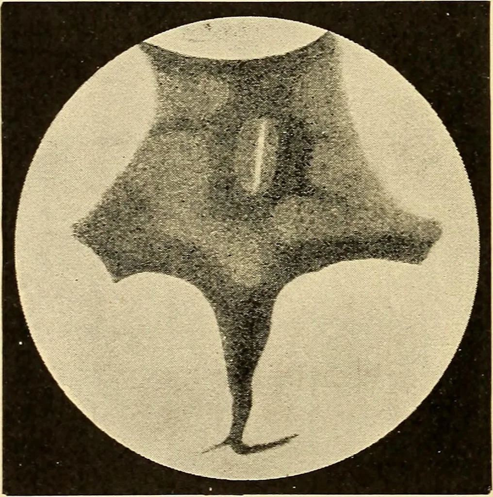 An illustration from A study of the sky, 1896, leaf 243