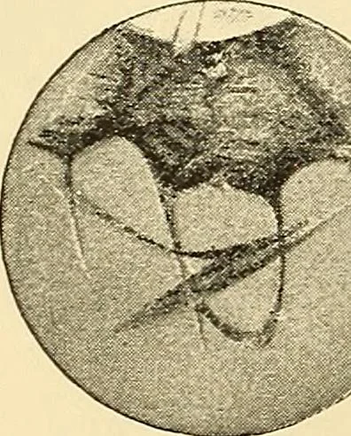 An illustration from A study of the sky, 1896, leaf 251
