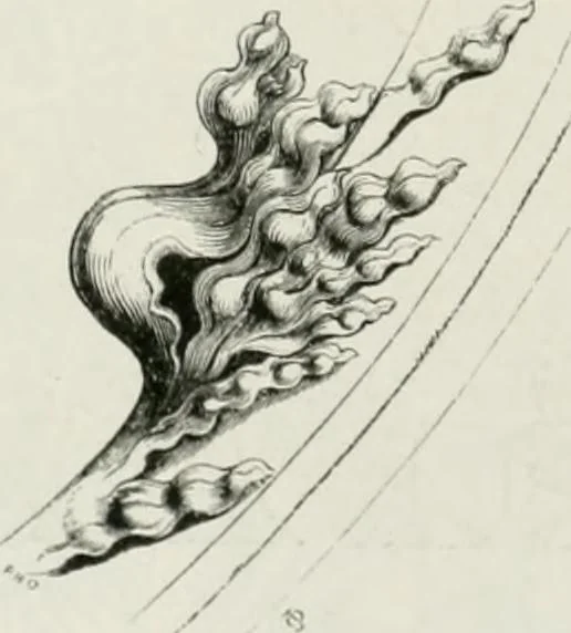 An illustration from An attempt to discriminate the styles of architecture in England : from the Conquest to the Reformation : with a sketch of the Grecian and Roman orders : notices of numerous British edifices :and some remarks on the architecture of a part of France, 1848, leaf 265