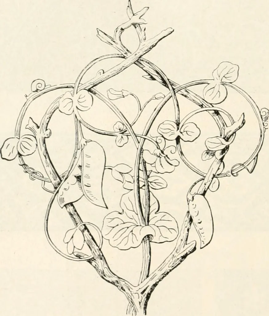 An illustration from Styles of ornament, exhibited in designs, and arranged in historical order, with descriptive text. A handbook for architects, designers, painters, sculptors, wood-carvers, chasers, modellers, cabinet-makers and artistic locksmiths as well as also for technical schools, libraries and private study, 1910, leaf 233