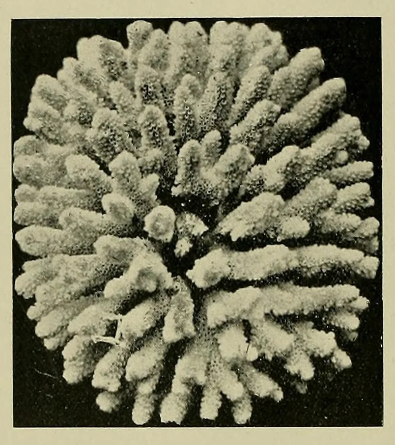 An illustration from Submarine telegraphs; their history, construction, and working. Founded in part on Wèunschendorff's 'Traitâe de tâelegraphie sous-marine' and compiled from authoritative and exclusive sources, 1898, leaf 508