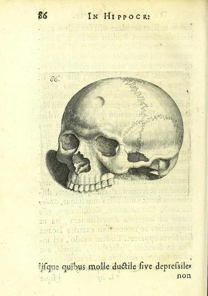 An illustration from Succenturiatus anatomicus : continens commentaria in Hippocratem : De capitis vulneribus :, 1616, leaf 122