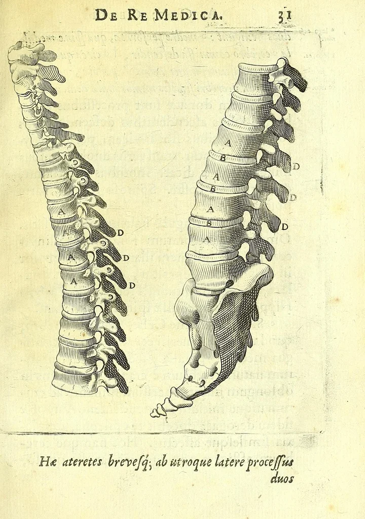 An illustration from Succenturiatus anatomicus : continens commentaria in Hippocratem : De capitis vulneribus :, 1616, leaf 337