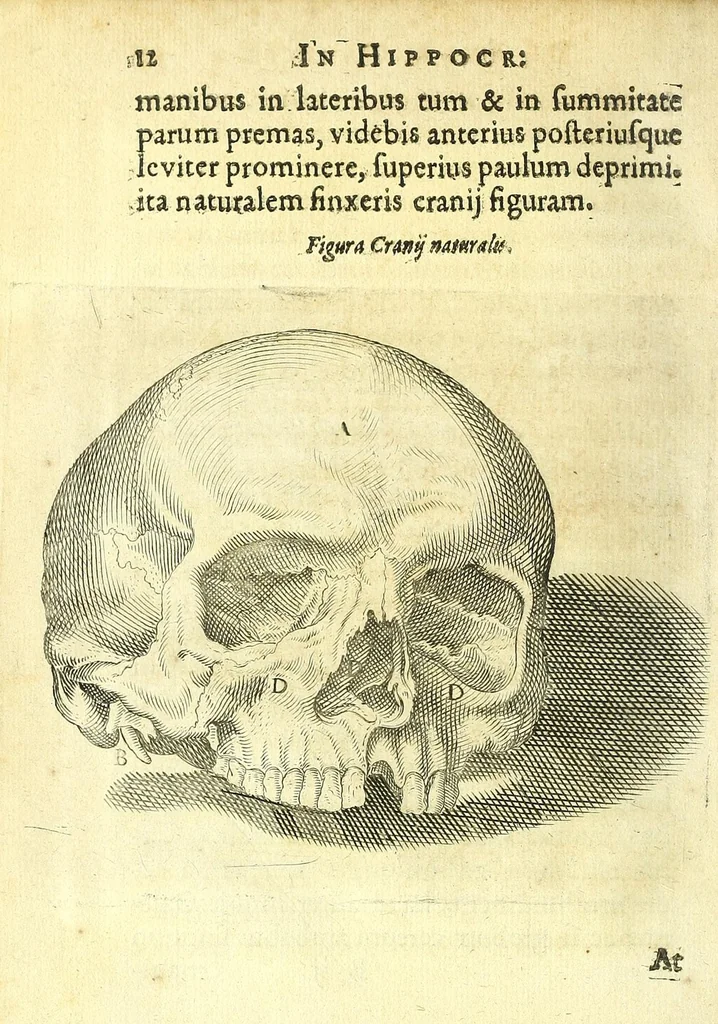An illustration from Succenturiatus anatomicus : continens commentaria in Hippocratem : De capitis vulneribus :, 1616, leaf 46