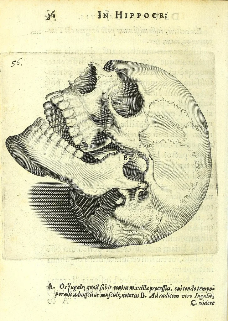 An illustration from Succenturiatus anatomicus : continens commentaria in Hippocratem : De capitis vulneribus :, 1616, leaf 92