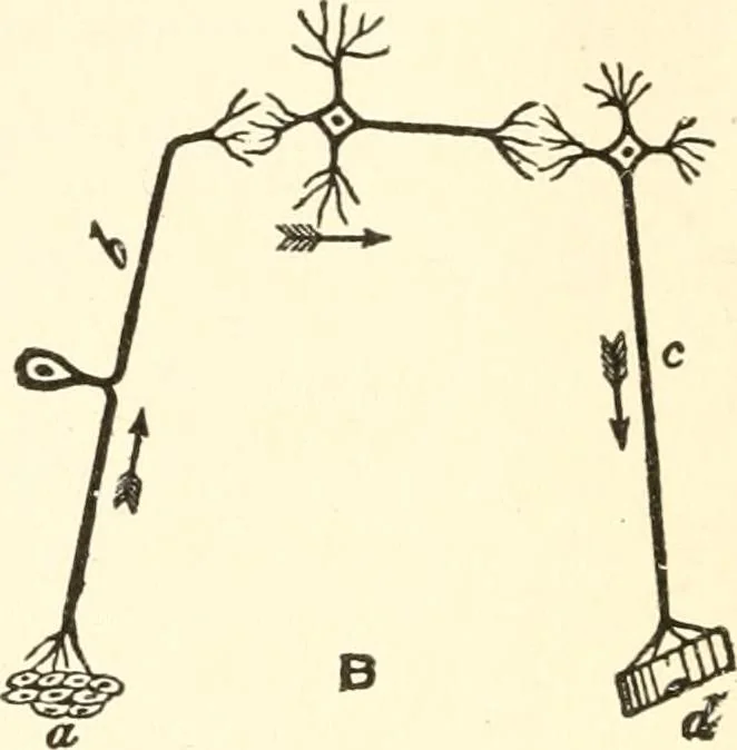 An illustration from Suggestion and psychotherapy, 1912, leaf 41