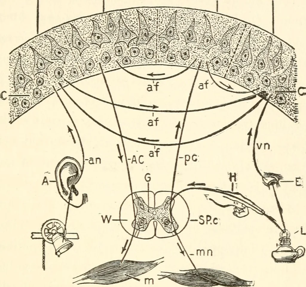 An illustration from Suggestion and psychotherapy, 1912, leaf 74