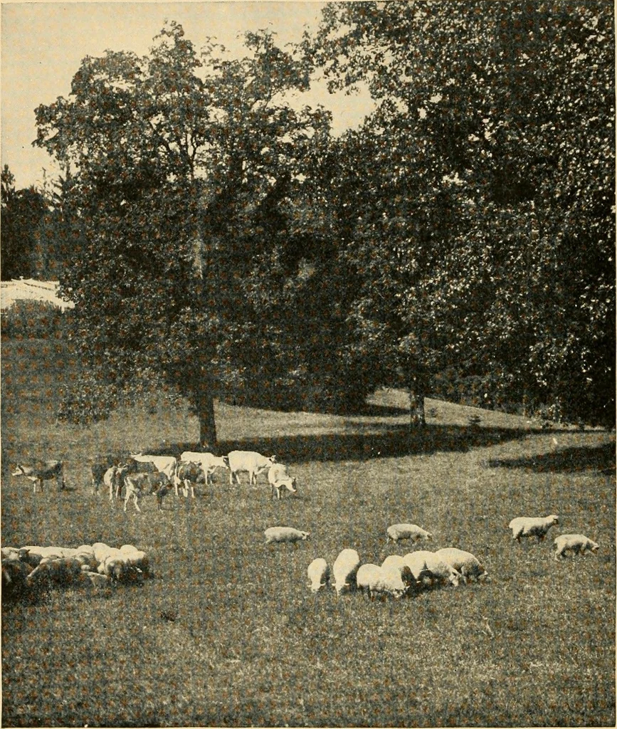 An illustration from Suggestions for beautifying home, village and roadway, 1900, leaf 13