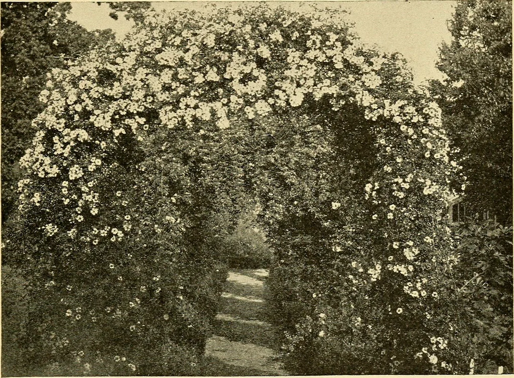 An illustration from Sun dials and roses of yesterday; garden delights which are here displayed in every truth and are moreover regarded as emblems, 1902, leaf 396