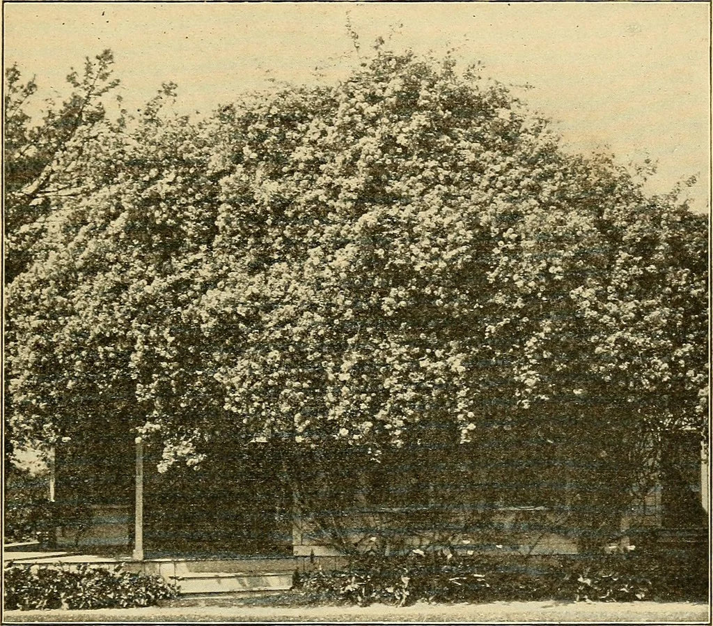 An illustration from Sun dials and roses of yesterday; garden delights which are here displayed in every truth and are moreover regarded as emblems, 1902, leaf 410